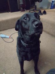 Lost Male Dog last seen Near Judson Ave, Richland, WA 99354