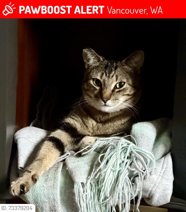 Lost Female Cat last seen Se 5th st / se 156th ave, Vancouver, WA 98684