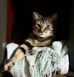 Lost Female Cat last seen Se 5th st / se 156th ave, Vancouver, WA 98684
