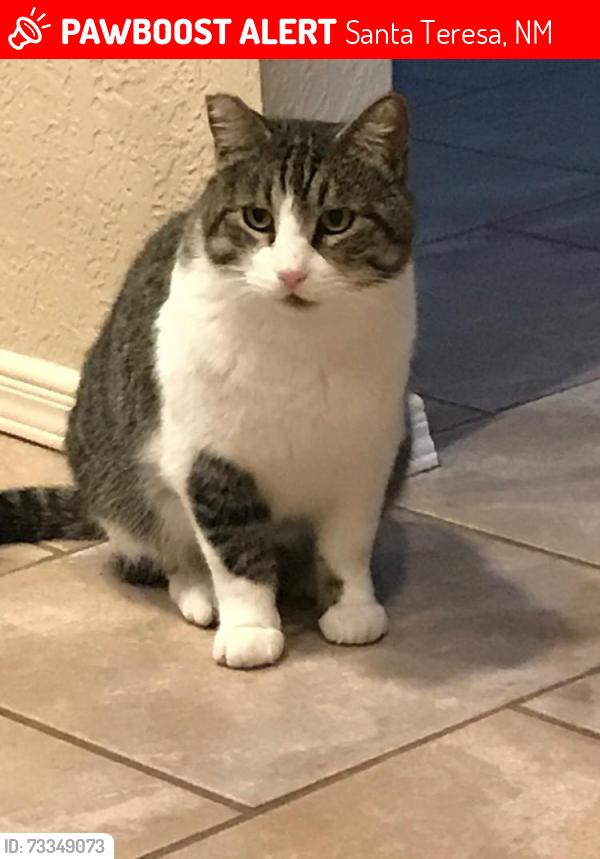 Lost Male Cat last seen Casas Bellas, Santa Teresa, NM 88008