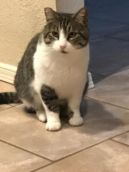 Lost Male Cat last seen Casas Bellas, Santa Teresa, NM 88008