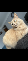 Lost Female Cat last seen Plymouth and Levan in Livonia, Livonia, MI 48150