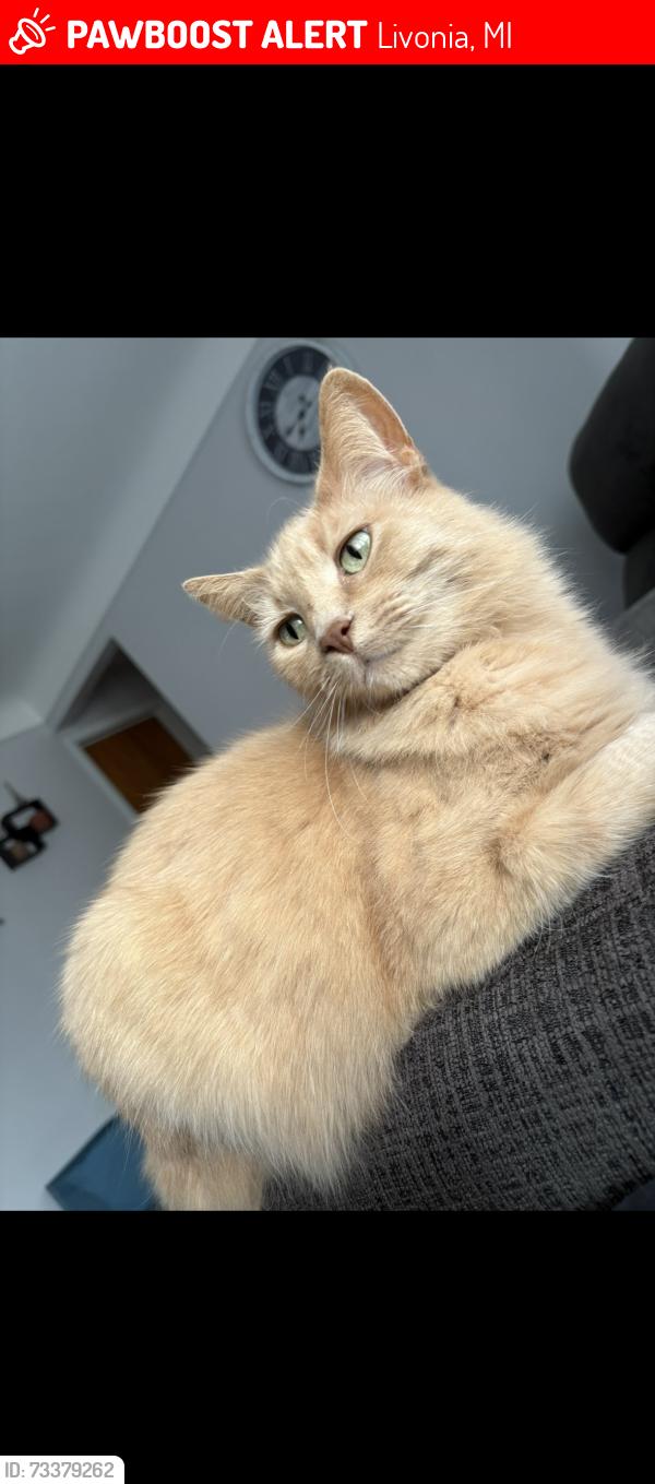 Lost Female Cat last seen Plymouth and Levan in Livonia, Livonia, MI 48150