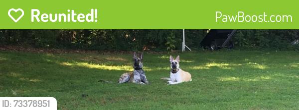 Reunited Male Dog last seen Dana Rd, Oleta Rd Area, Hendersonville, NC 28792