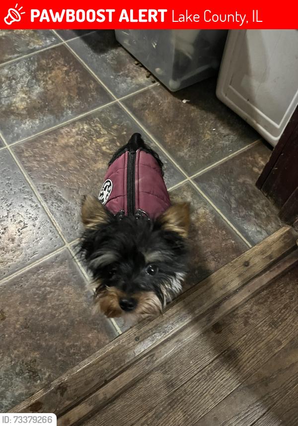 Lost Male Dog last seen West Caine Rd and Fairfield RD, Ingleside IL, Lake County, IL 60073