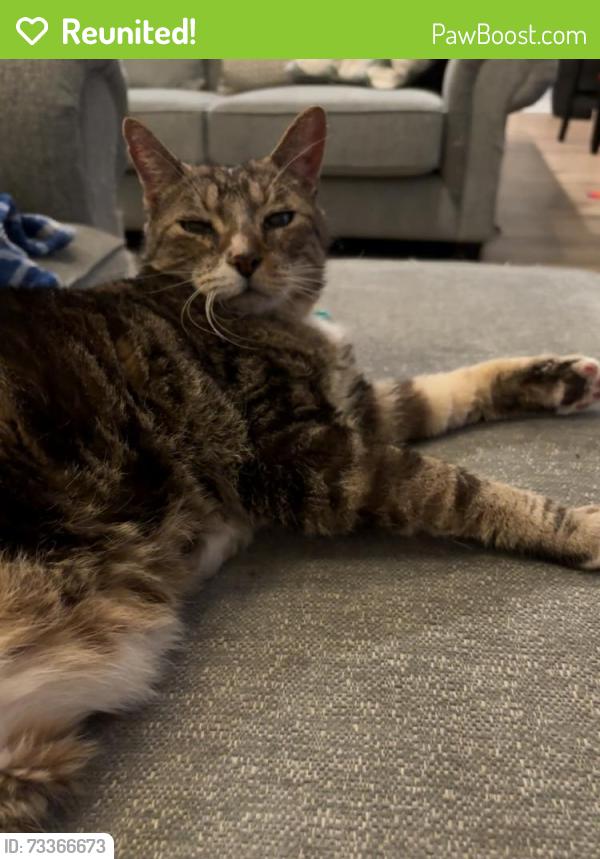 Reunited Male Cat last seen Near Cyndica Dr Chattanooga TN, Chattanooga, TN 37421