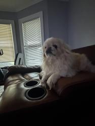 Lost Male Dog last seen Linden Ave, Dayton, OH 45410