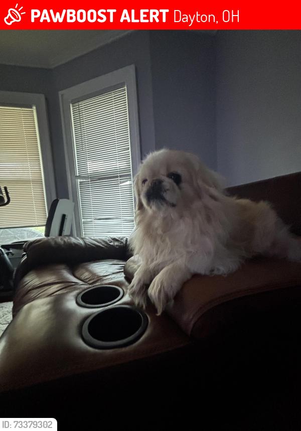 Lost Male Dog last seen Linden Ave, Dayton, OH 45410