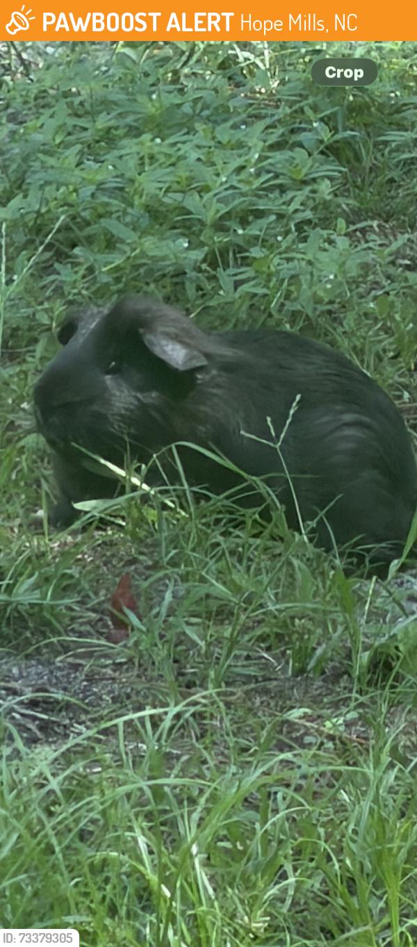 Found/Stray Unknown Other last seen Legion Rd, Hope Mills, NC 28348