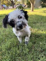 Reunited Male Dog last seen Kettleman off the 99 freeway by Mcdonalds, Lodi, CA 95240