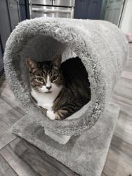 Lost Female Cat last seen Howar and ohio, Tampa, FL 33607