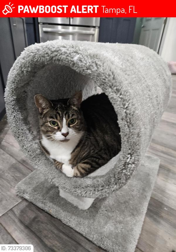 Lost Female Cat last seen Howar and ohio, Tampa, FL 33607