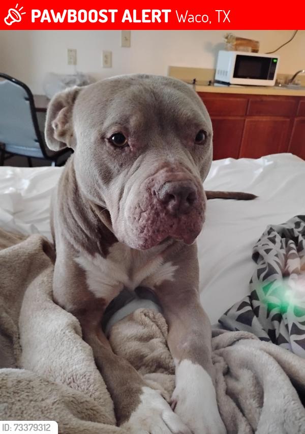 Lost Male Dog last seen I'm not from Waco so I don't know the area, Waco, TX 76702