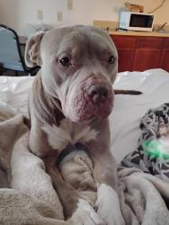 Lost Male Dog last seen I'm not from Waco so I don't know the area, Waco, TX 76702