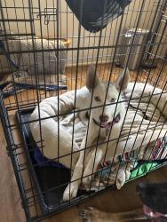 Found/Stray Unknown Dog last seen Near S 4th Street Alhambra, Alhambra, CA 91803
