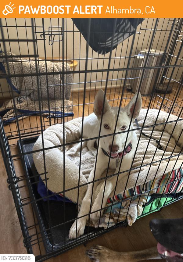 Found/Stray Unknown Dog last seen Near S 4th Street Alhambra, Alhambra, CA 91803