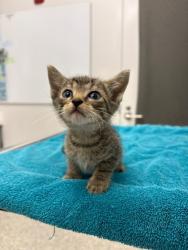 Shelter Stray Male Cat last seen Near BLock of NE Munger Ave, KCMO 64119, 64119, MO, 7077 Elmwood Ave, Kansas City, MO 64132, USA