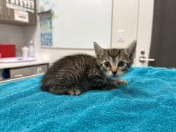 Shelter Stray Female Cat last seen Near BLock of NE Munger Ave, KCMO 64119, 64119, MO, 7077 Elmwood Ave, Kansas City, MO 64132, USA