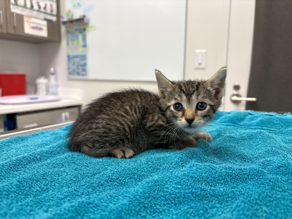 Shelter Stray Female Cat last seen Near BLock of NE Munger Ave, KCMO 64119, 64119, MO, 7077 Elmwood Ave, Kansas City, MO 64132, USA