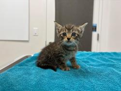 Shelter Stray Female Cat last seen Near BLock of NE Munger Ave, KCMO 64119, 64119, MO, 7077 Elmwood Ave, Kansas City, MO 64132, USA