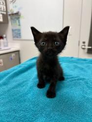 Shelter Stray Female Cat last seen Near BLock of NE Munger Ave, KCMO 64119, 64119, MO, 7077 Elmwood Ave, Kansas City, MO 64132, USA