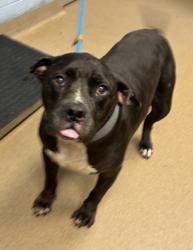 Shelter Stray Female Dog last seen Near Tributary Way, Decatur, GA, 30034, 30034, GA, 3280 Chamblee Dunwoody Rd, Chamblee, GA 30341, USA