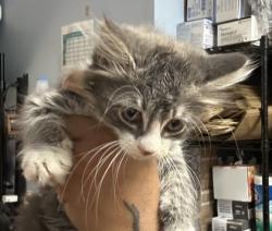 Shelter Stray Female Cat last seen Near Church St, Decatur, GA 30030, 30030, GA, 3280 Chamblee Dunwoody Rd, Chamblee, GA 30341, USA