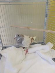 Shelter Stray Unknown Pigeon last seen Alexandria, VA, 22309, Carlby Ln/Neptune Dr., Fairfax County, VA, 4500 West Ox Rd, Fairfax, VA 22030, USA