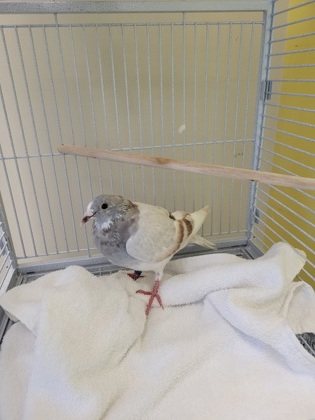 Shelter Stray Unknown Pigeon last seen Alexandria, VA, 22309, Carlby Ln/Neptune Dr., Fairfax County, VA, 4500 West Ox Rd, Fairfax, VA 22030, USA