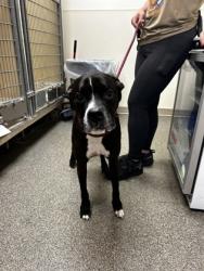Shelter Stray Male Dog last seen blossum street, West Chester Twp, OH, 1820 Princeton Rd, Hamilton, OH 45011, USA