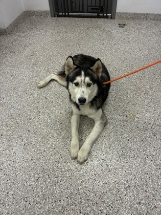 Shelter Stray Male Dog last seen Near Ramseur road, County/Unicorporated, NC, 1491 Business Park Ct, Gastonia, NC 28052, USA