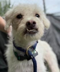 Shelter Stray Male Dog last seen E Jeffrey St & Brooklyn Ave, 21225, MD, 2490 Giles Rd, Baltimore, MD 21225, USA