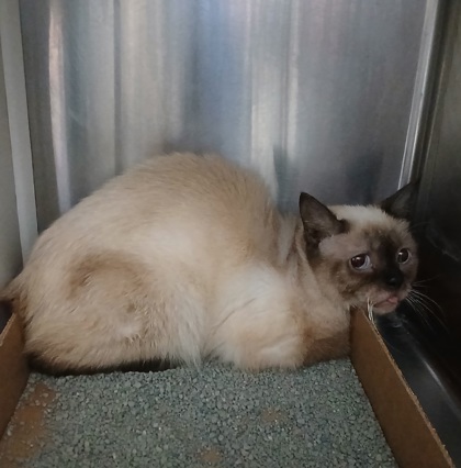 Shelter Stray Female Cat last seen Near Spelman rd, 21225, MD, 2490 Giles Rd, Baltimore, MD 21225, USA