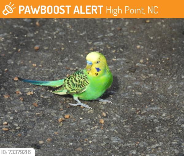 Found/Stray Unknown Bird last seen Penny Rd. and Eagle Pointe, High Point, NC 27265
