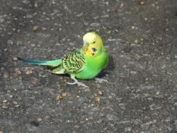 Found/Stray Unknown Bird last seen Penny Rd. and Eagle Pointe, High Point, NC 27265