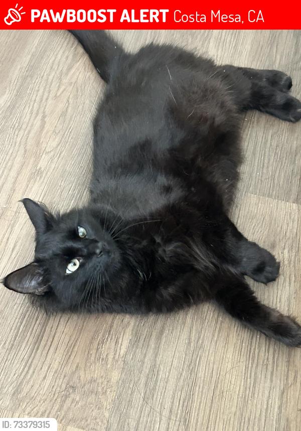 Lost Female Cat last seen Bristol St and Red Hill, Costa Mesa, CA 92626