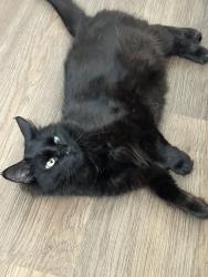 Lost Female Cat last seen Bristol St and Red Hill, Costa Mesa, CA 92626