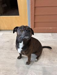 Reunited Male Dog last seen Target (2333 63rd St, Woodridge, IL 60517), Woodridge, IL 60517