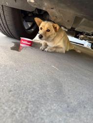 Found/Stray Female Dog last seen Vincent and toland, West Covina, CA 91790