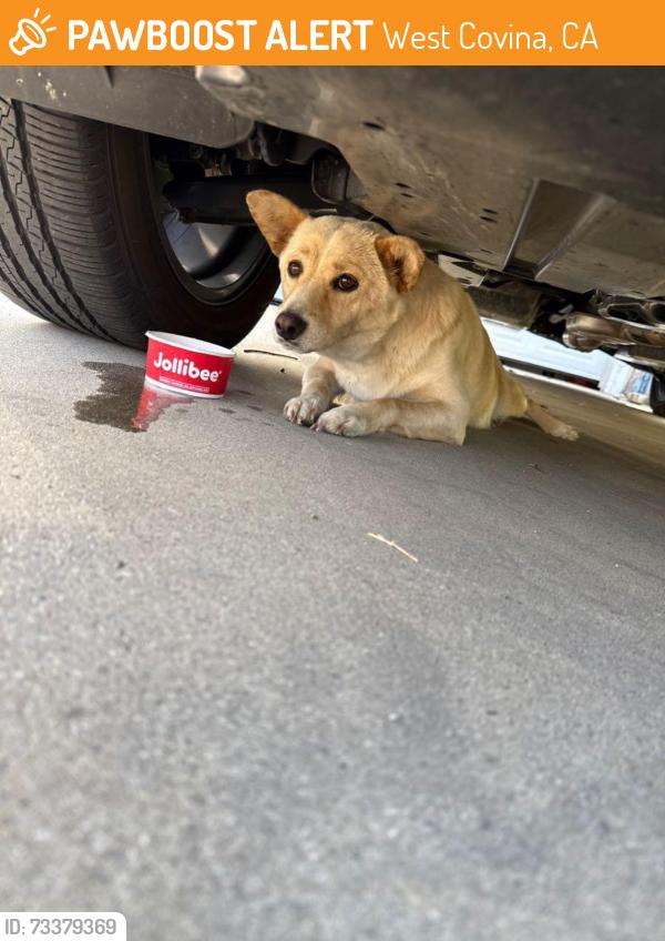 Found/Stray Female Dog last seen Vincent and toland, West Covina, CA 91790