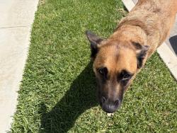 Found/Stray Female Dog last seen Oxford and Washington, Marina del Rey, CA 90291
