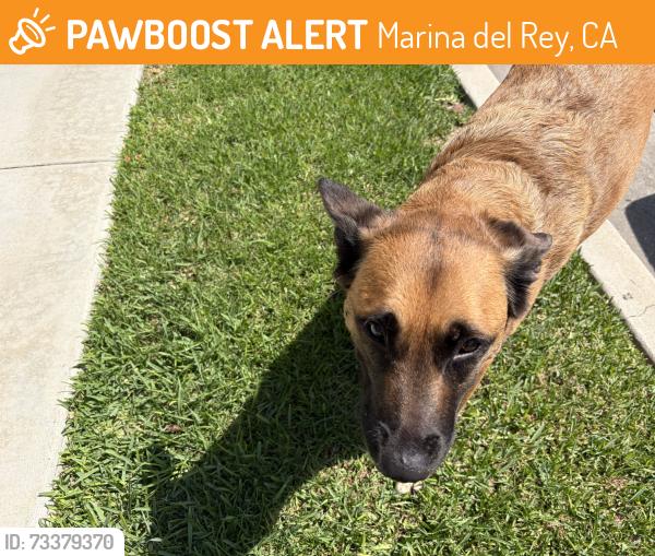 Found/Stray Female Dog last seen Oxford and Washington, Marina del Rey, CA 90291