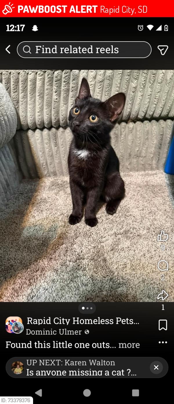 Lost Female Cat last seen Rapid Creek apmts, Rapid City, SD 57702