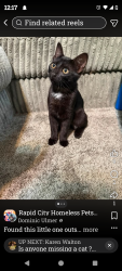 Lost Female Cat last seen Rapid Creek apmts, Rapid City, SD 57702