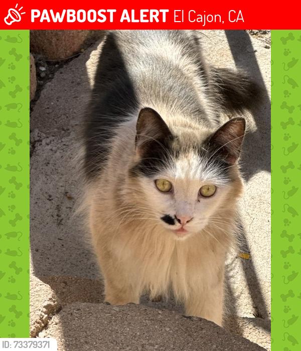 Lost Male Cat last seen Dawnridge Ave, El Cajon, CA 92021