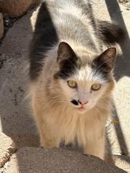 Lost Male Cat last seen Dawnridge Ave, El Cajon, CA 92021