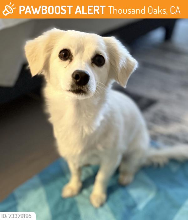 Found/Stray Female Dog last seen Thousand Oaks, Thousand Oaks, CA 91360