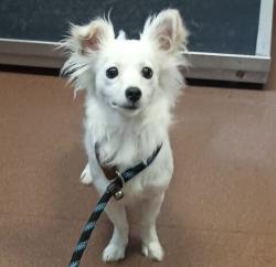 Shelter Stray Female Dog last seen Near Marine Boulevard, SAN LEANDRO, CA, 94577, 8323 Baldwin St, Oakland, CA 94621, USA
