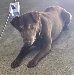 Found/Stray Male Dog last seen Ashcroft, Clovis, CA 93611