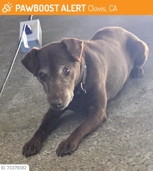 Found/Stray Male Dog last seen Ashcroft, Clovis, CA 93611